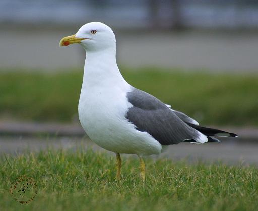 Herring Gull 8P91D-05.JPG